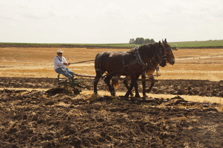 Horses_00001