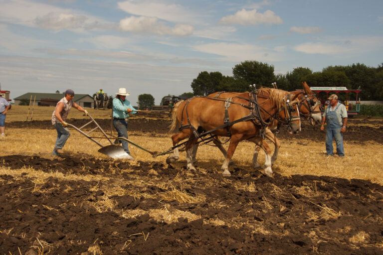 Horses_00020