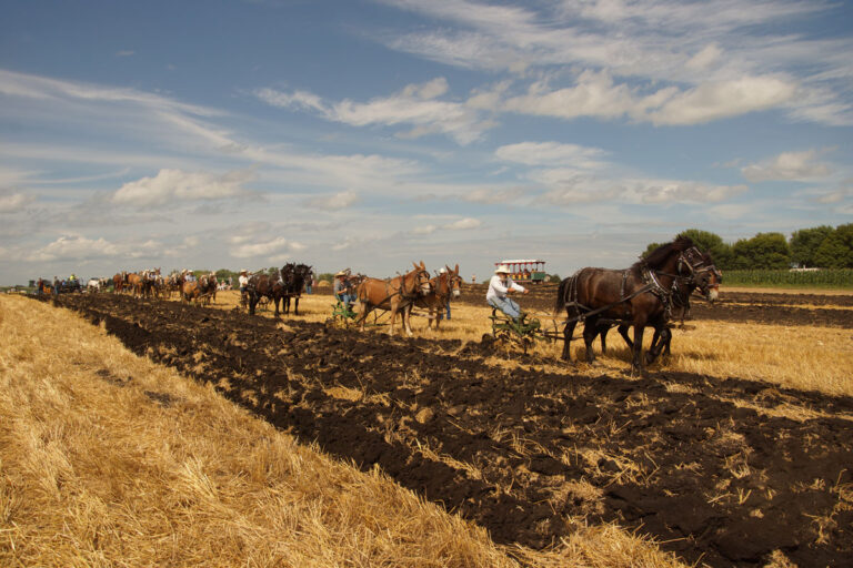 Horses_00026