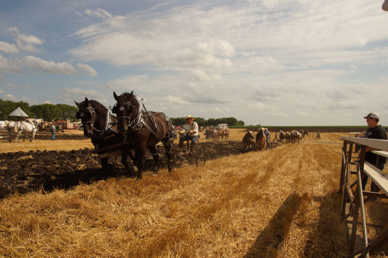 Horses_00030