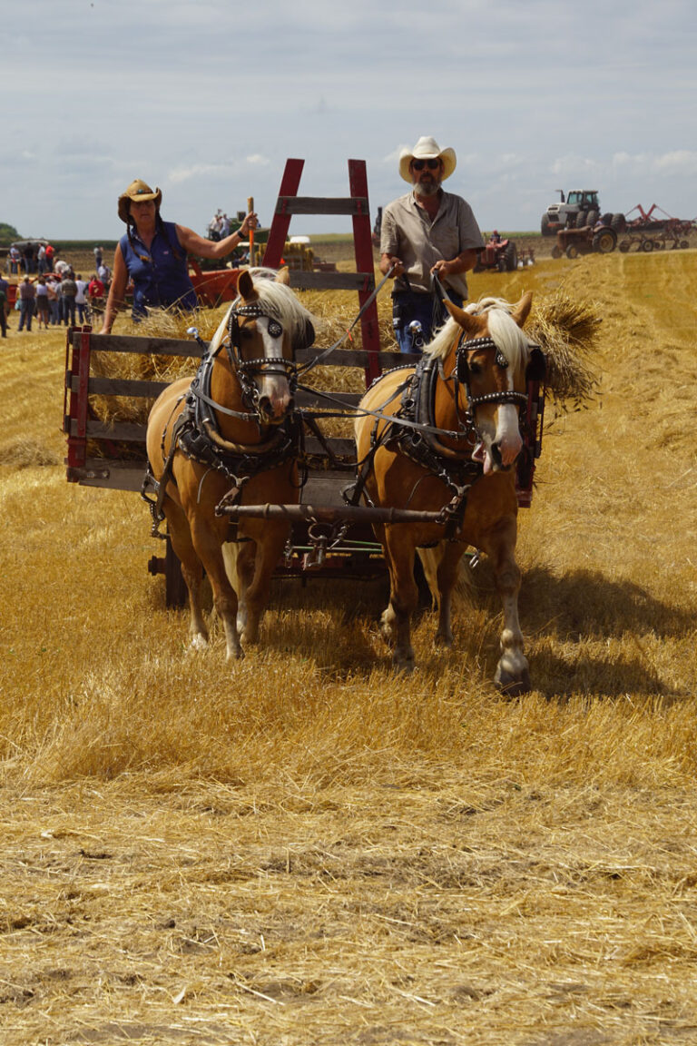 Horses_02575