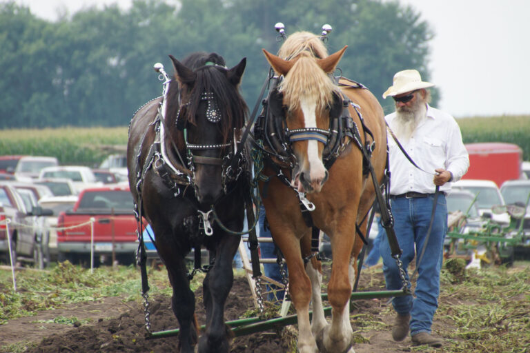 Horses_05450