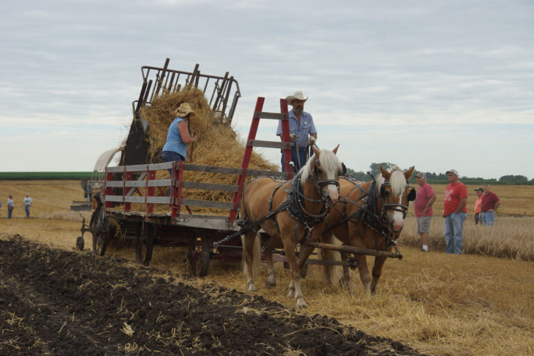 Horses_09795