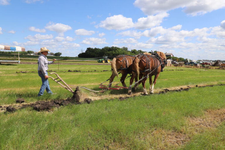 Horses_1621